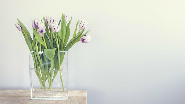 flowers, tulips, white flowers, still life, HD wallpaper