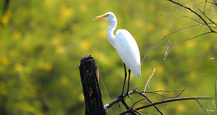 white and black bird, great egret, great egret, heron, nature