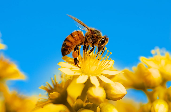 Honey Bee, Yellow Flower, Blue Sky, Animals, Insects, Nature, HD wallpaper