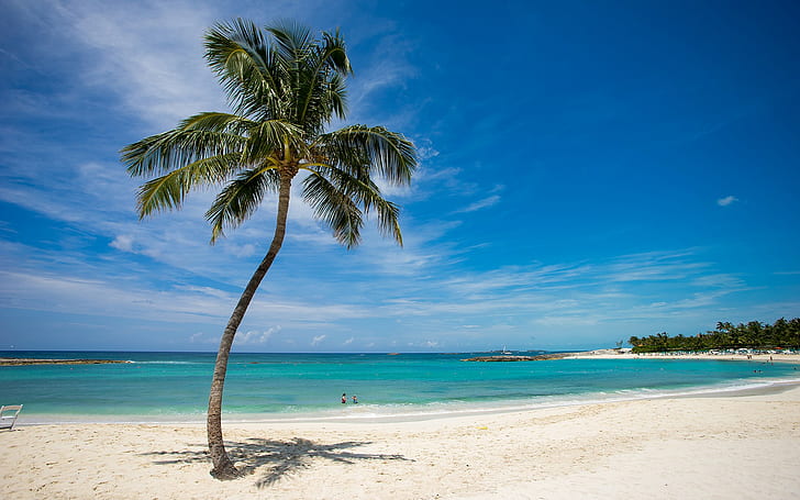 sea, beach, palm trees, HD wallpaper