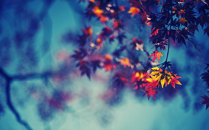 leaves, nature, fall, bokeh, branch, red leaves, plant, autumn, HD wallpaper