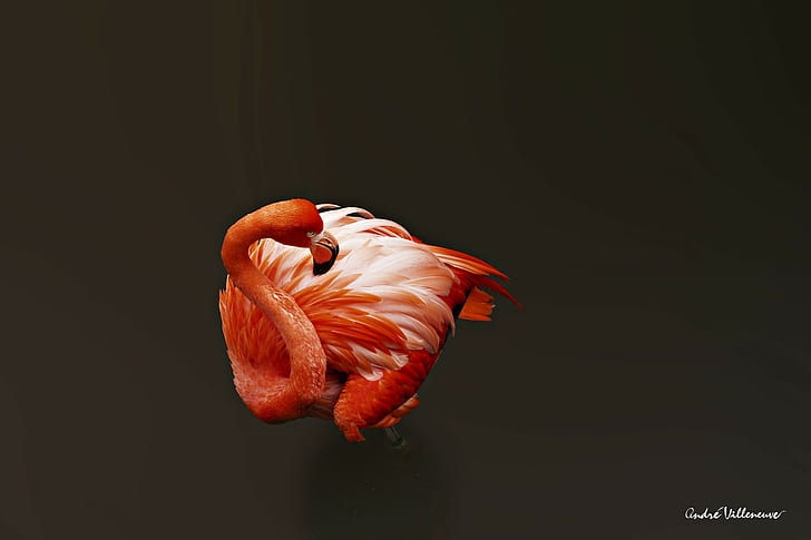 Andre Villeneuve, flamingos, birds, animals, HD wallpaper
