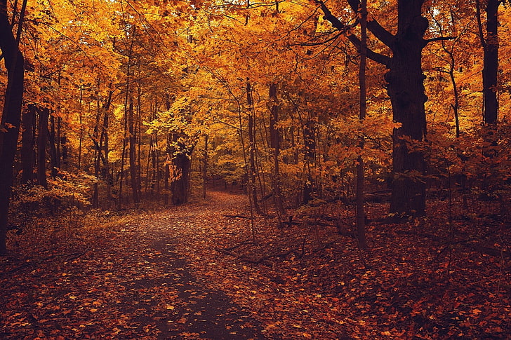 orange leafed trees, Maple tree field, forest, fall, plants, path, HD wallpaper