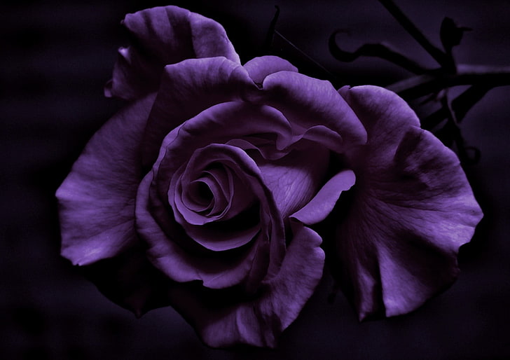 purple rose, photography, flowers, purple flowers, plants, flowering plant, HD wallpaper