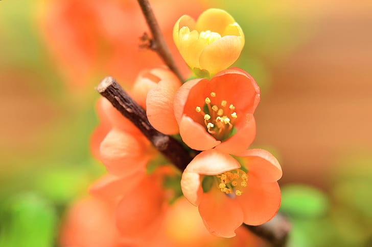 pink petaled flower blooming during daytime, quince, quince, Flowering Quince, HD wallpaper