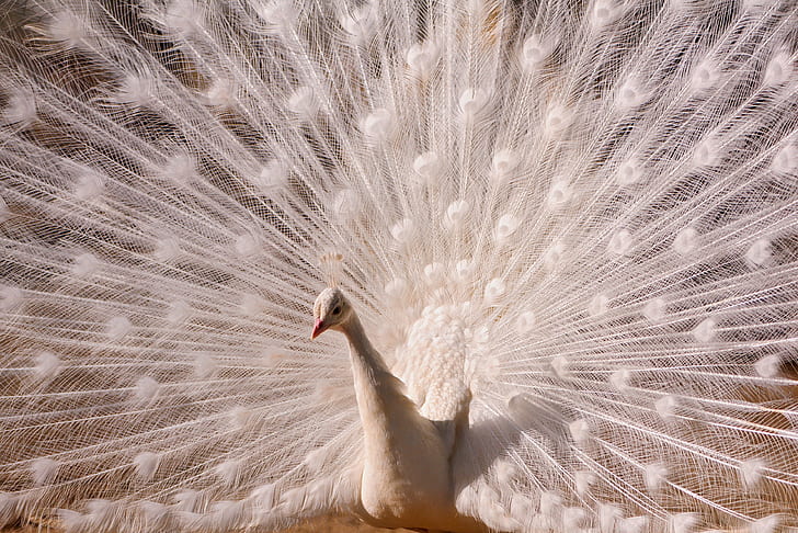 white peacock, peacock, bird, wheel, round, seduction, feathers, HD wallpaper