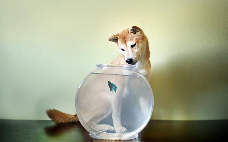 clear glass fish bowl, dog, aquarium, animal, pets, canine, animals And Pets