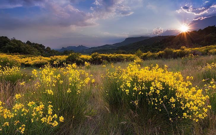 Nature landscape, meadow, yellow flowers, grass, sunset, mountains