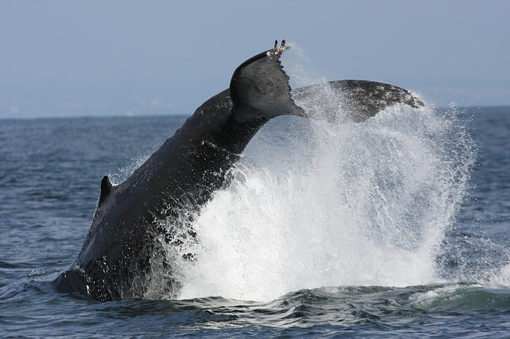 gray whala diving on body of  water photography, humpback, whale, fluke, humpback, whale, fluke