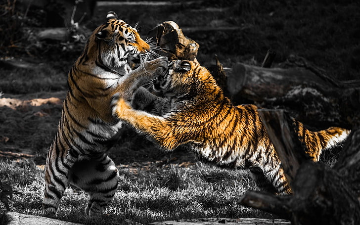 HD wallpaper: two tigers, animals, fighting, selective coloring, animal  themes | Wallpaper Flare