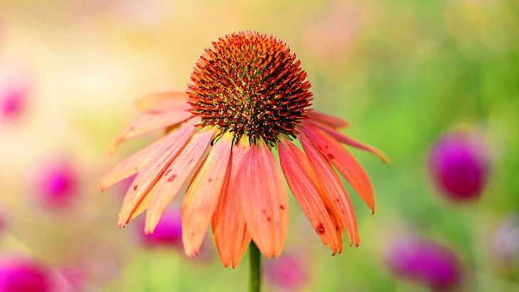 photography of orange and red flower, echinacea, echinacea, Cone, HD wallpaper