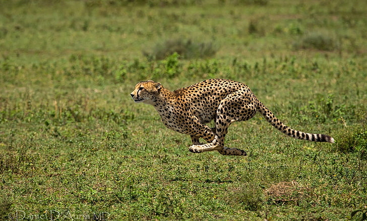 HD wallpaper: cheetah, animal, running, spot, runs, africa, safari Animals  | Wallpaper Flare