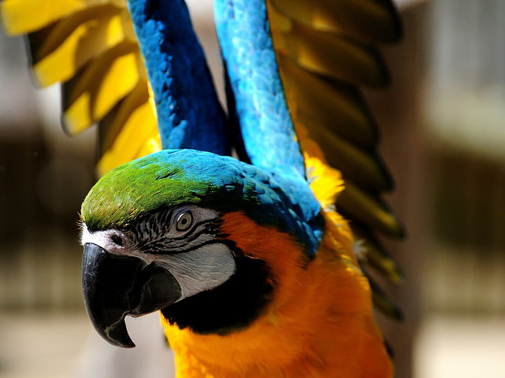animals, parrot, birds, colorful, HD wallpaper