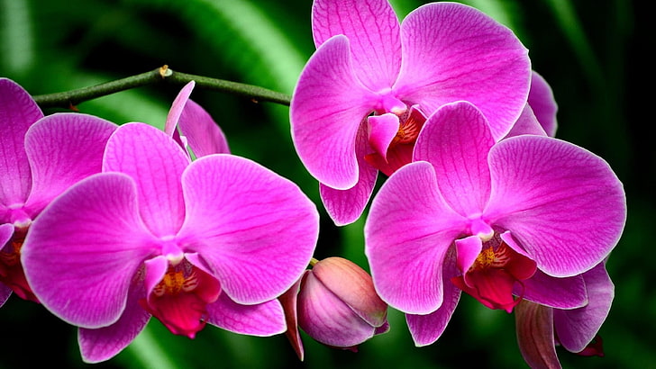 Purple Flower Orchids Exotic Flower Branch Ultra Hd Wallpapers For Mobile Phones Tablet And Pc 3840×2160, HD wallpaper