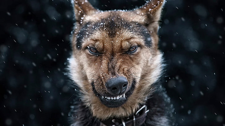 german shepherd, snow, angry, dog, wolfdog, fur, snowing, winter
