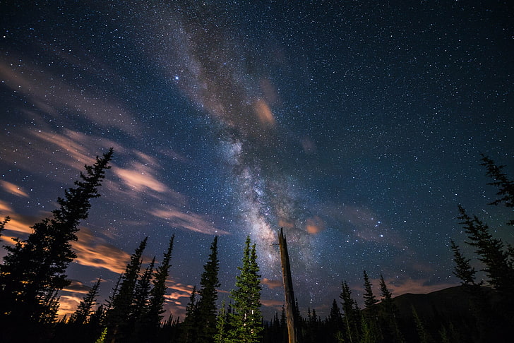 green pine trees, stars, forest, night, sky, star - space, beauty in nature