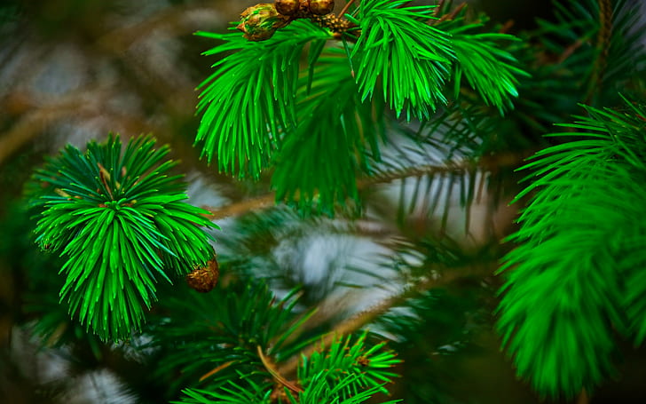 Branches needles, green leaf tree, pine, bokeh, Nature s, Best s