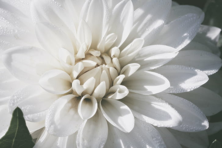 selective focus photography of white Dahlia flower, Ivory, Heart, HD wallpaper