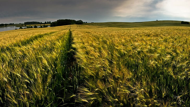 nature, landscape, wheat, field, overcast, HD wallpaper