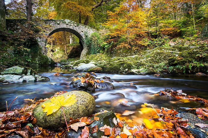 autumn, forest, leaves, bridge, river, Northern Ireland, River Shimna, HD wallpaper
