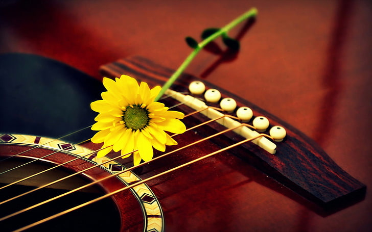 flower, macro, guitar, music, musical instrument, string instrument, HD wallpaper