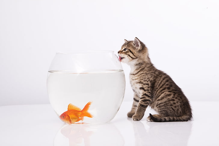 brown tabby kitten and goldfish, cat, aquarium, pets, domestic Cat, HD wallpaper