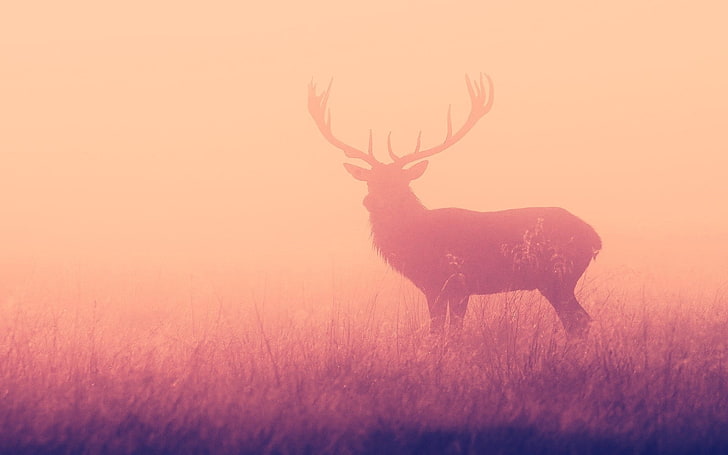 silhouette of reindeer illustration, elk, animals, nature, animal wildlife, HD wallpaper