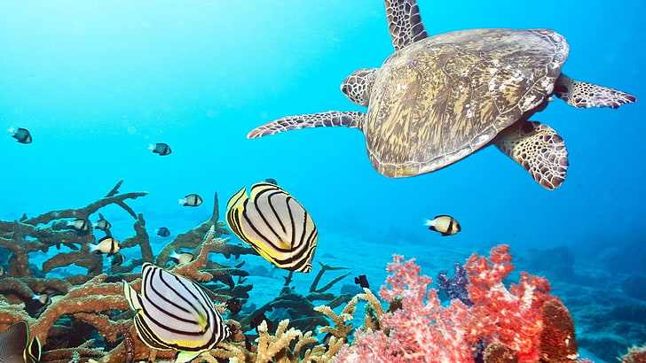 gray and yellow tortoise, turtle, fish, sea, coral, animal wildlife