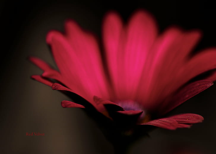 selective focus photography of red petaled flower, Red Velvet