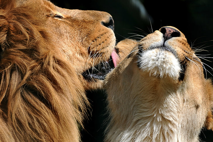 love, kiss, Leo, lions, lioness