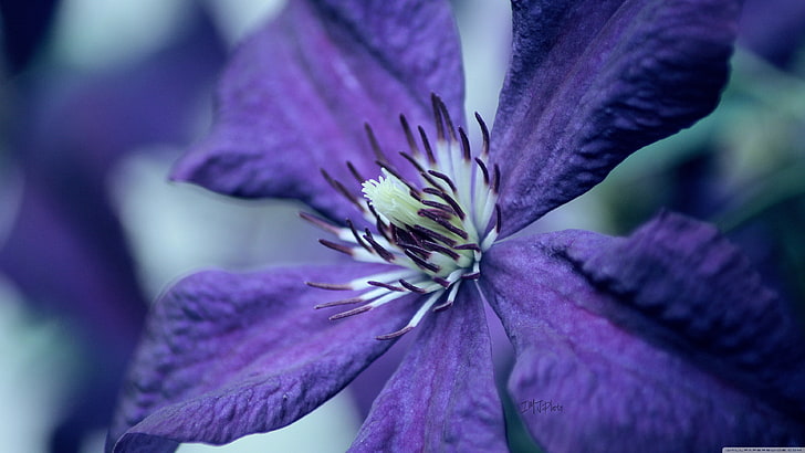 purple 5-petal flower, purple flowers, nature, macro, flowering plant, HD wallpaper