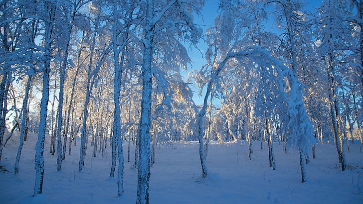 bare trees and white snow, winter, seasons, ice, landscape, sunlight, HD wallpaper