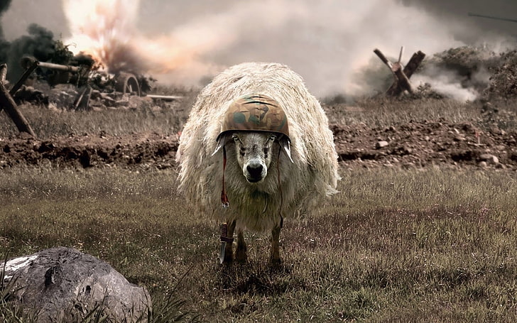 white sheep, humor, helmet, explosion, field, camouflage, bayonette