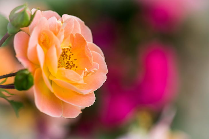 orange flower vie, rose, rose, bokeh, nature, plant, close-up, HD wallpaper