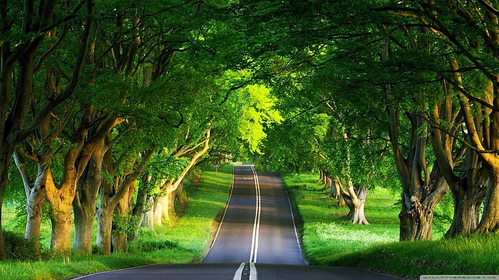 winding road and green leafed tree ], landscape, trees, plant