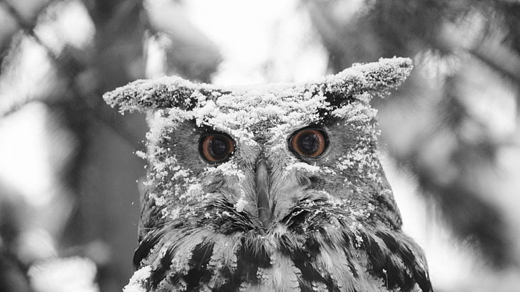 selective coloring, animals, owl, one animal, looking at camera