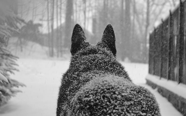 wolf, winter, snowflakes, animals, cold temperature, mammal