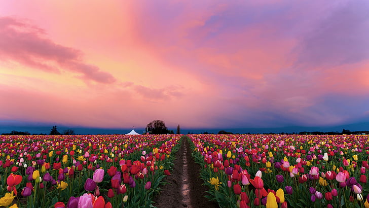 flower, tulips, sky, tulip field, HD wallpaper