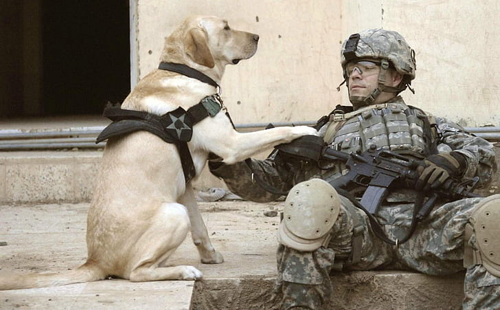 soldiers army military animals dogs 2048x1270  Animals Dogs HD Art