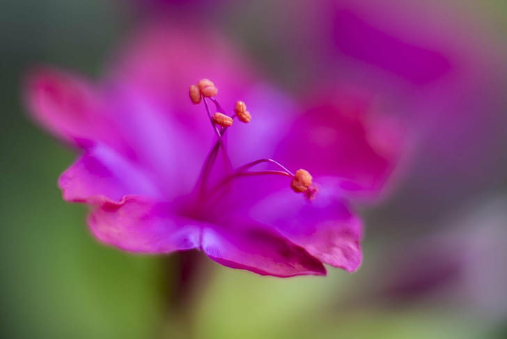 selective focus photography of purple petaled flower, Belle de jour, HD wallpaper