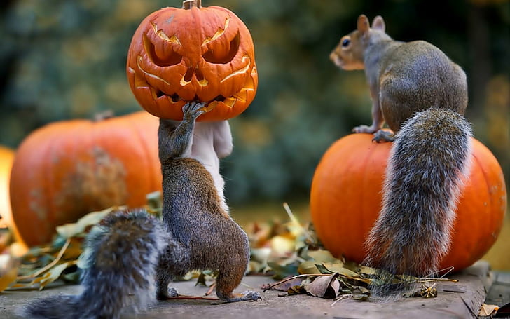 halloween, squirrels, pumpkin, mask, HD wallpaper