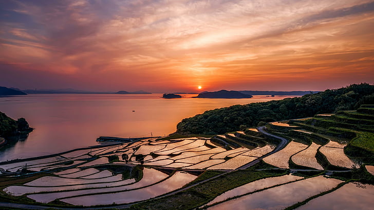 japan, field, rice field, sunset, landscape, sky, orange sky, HD wallpaper