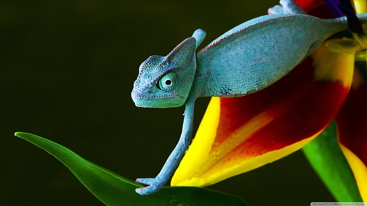 green reptile, animals, nature, reptiles, gecko, one animal, animal themes, HD wallpaper