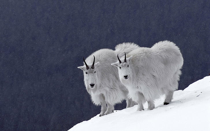 Mountain Goats, two white mountain goats, photography, mountains, HD wallpaper