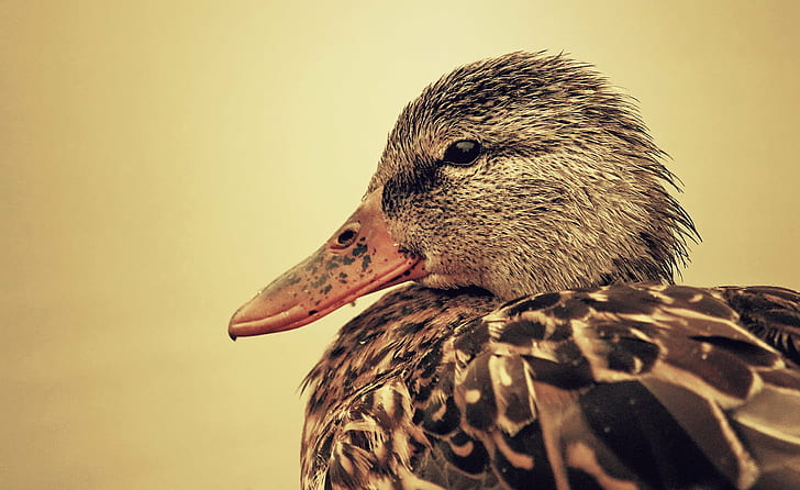 black and brown duck close up photography, Montreal, Nature, Life, HD wallpaper
