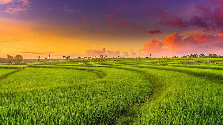 Man Made, Rice Terrace, Field, Grass, Paddy Field, Sunset, HD wallpaper