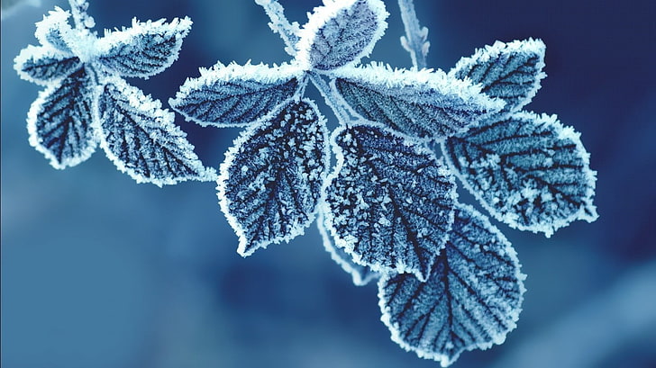 green leafed plant, frozen leaf, macro, leaves, zing, ice, plants