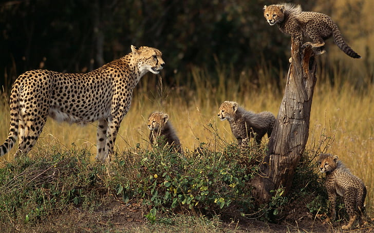 animals, cheetahs, cubs, baby animals, HD wallpaper