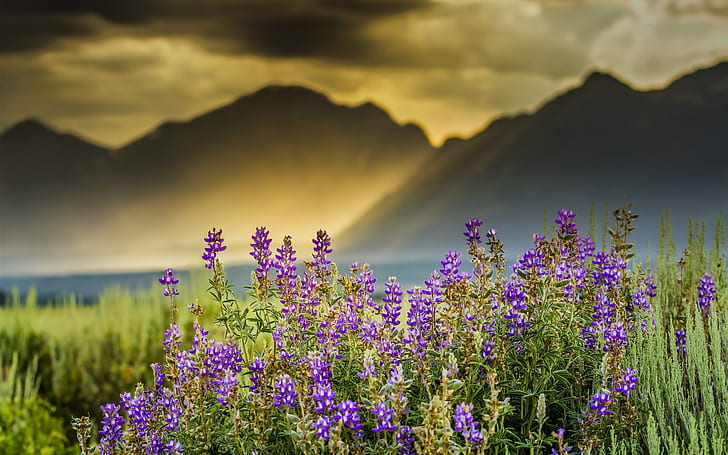 Flowers, mountains, sun rays, clouds, dawn, HD wallpaper