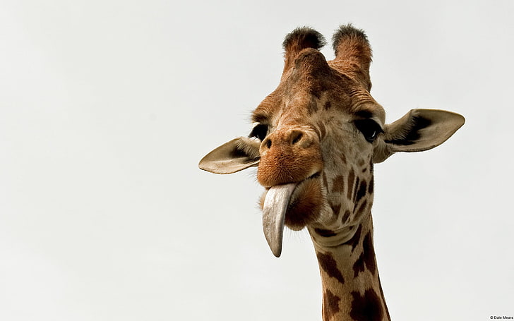 giraffe showing tounge, animals, giraffes, one animal, animal themes